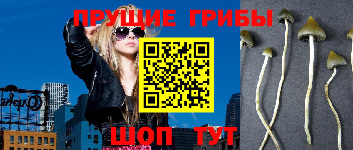 Тында  Псилоцибиновые грибы прущие грибы  Галлюциногенные грибы Psilocybine cubensis  Вход с VPN 