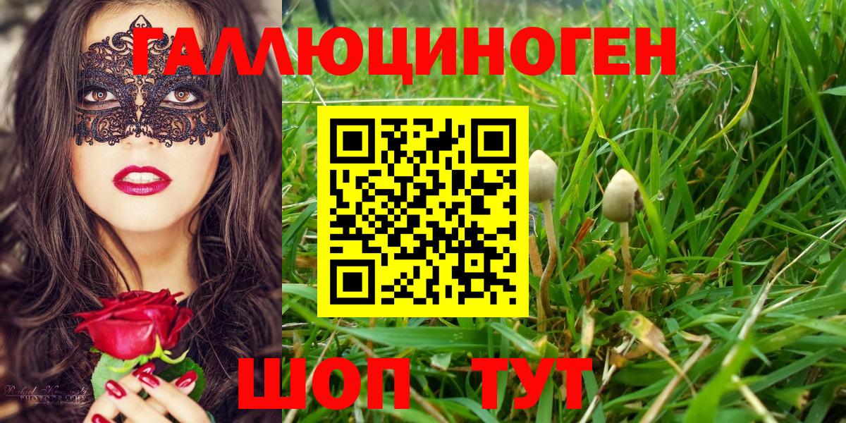 Псилоцибиновые грибы Psilocybine cubensis Тында